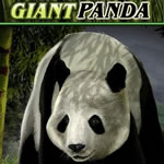 Untamed Giant Panda Slot Machines Untamed Giant Panda Slot Machines